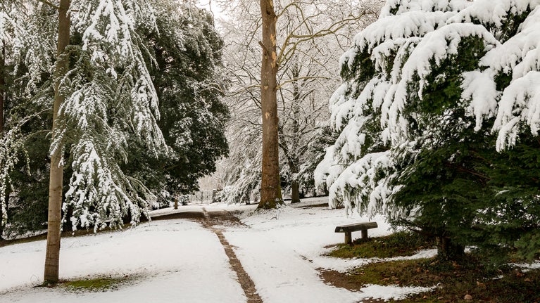 Snow on the trees and bushes with a path in the middle